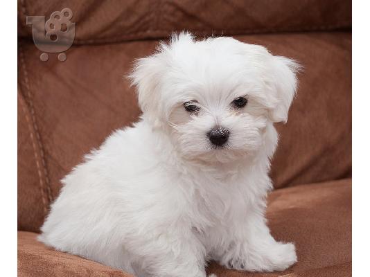 PoulaTo: Maltese mini